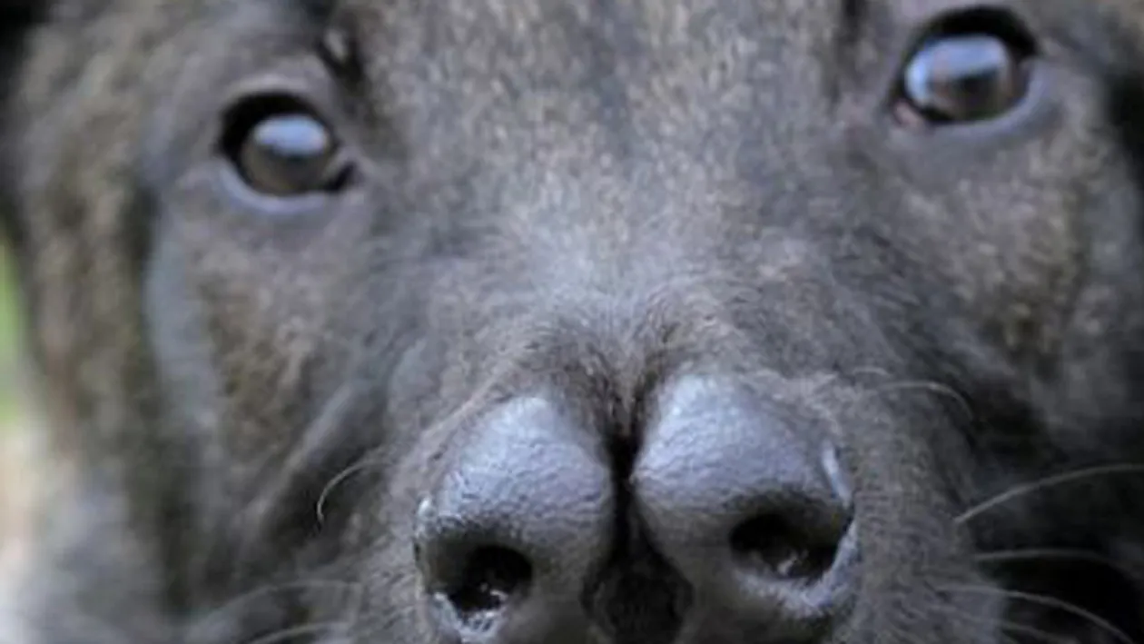 Cainele pe care nimeni nu doreste sa il adopte! Detaliul care ii sperie pe toti cei care se apropie de el