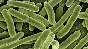 Bacterie periculoasă în Dunăre. Mai multe orașe din România, în alertă sanitară