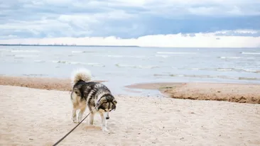 Amendă uriașă dacă faci asta pe plajă! La ce trebuie să fie atenți turiștii de pe litoralul românesc