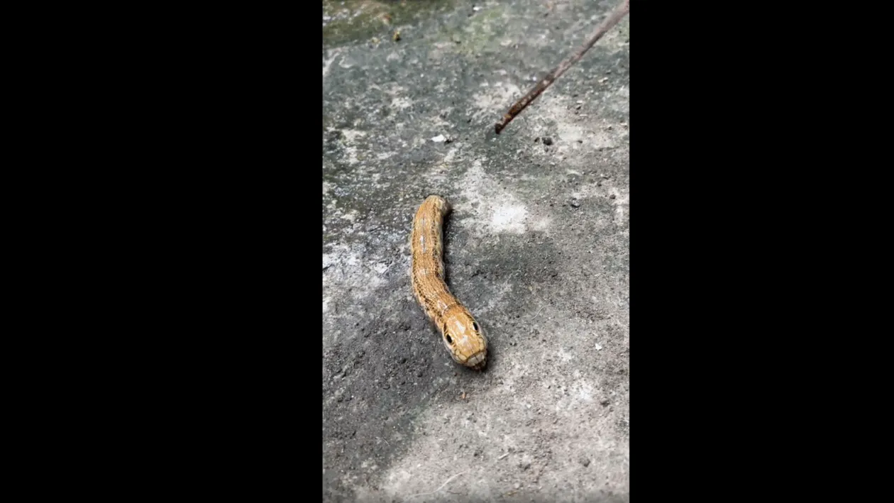 Creatura bizară pe care o femeie a descoperit-o în grădina ei era, de fapt, „un fenomen biologic rar”