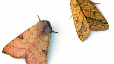 Cum sa scapi de molii