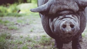 Alertă în județul Vaslui. Focar de pestă porcină africană în Bârlad