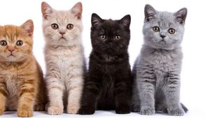 (P) Pedigree: ce înseamnă cu adevărat pentru pisica ta?