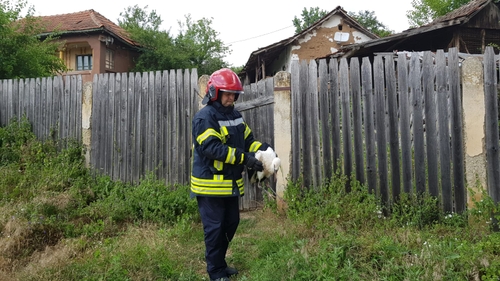 VIDEO. Pompierii doljeni, chemați să salveze un pui de barză căzut din cuib
