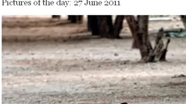 Imblanzitorul de tigri! UITE cum se joaca un calugar  budist cu  o familie de feline uriase