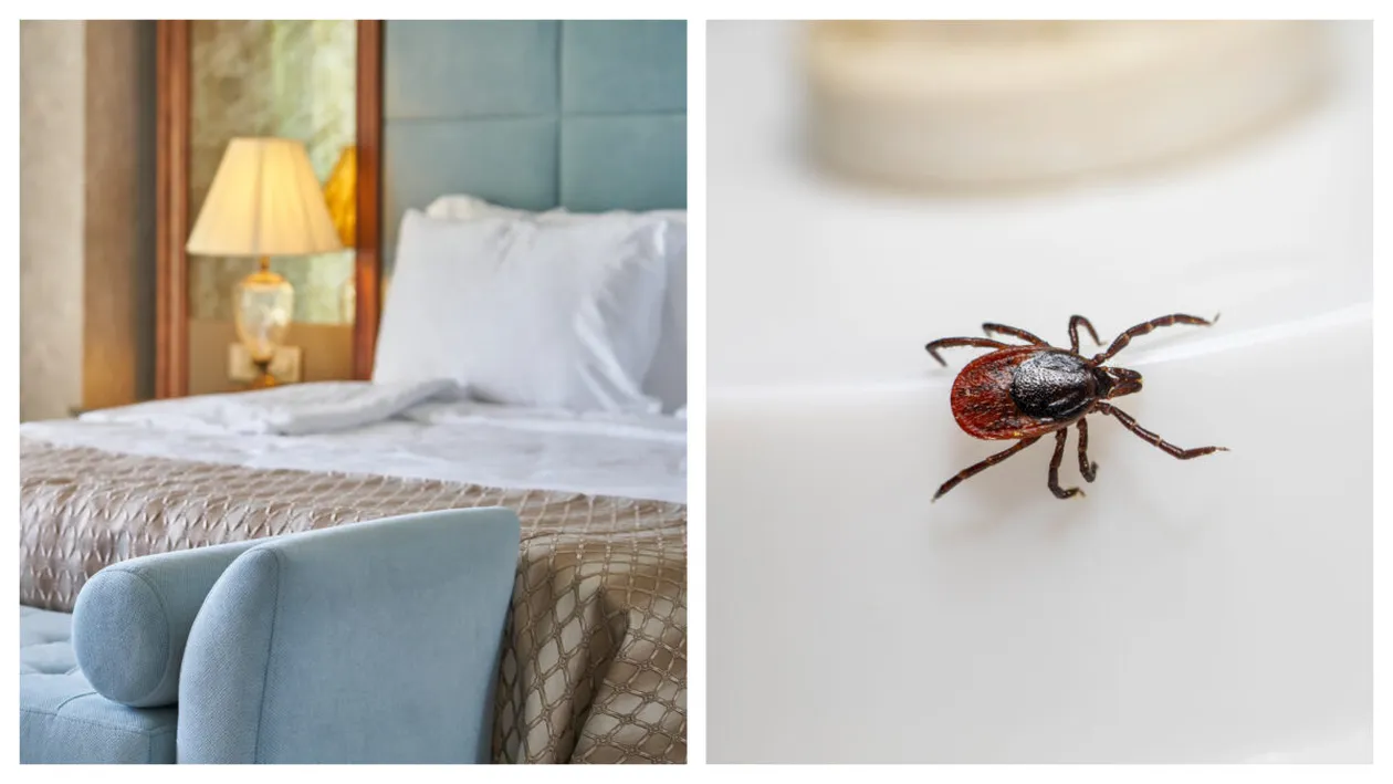 Vacanță de coșmar pentru o familie de români în Bulgaria. Au fost dați afară din hotel după ce au găsit ploșnițe în cameră: „Am plecat cu copiii noaptea”