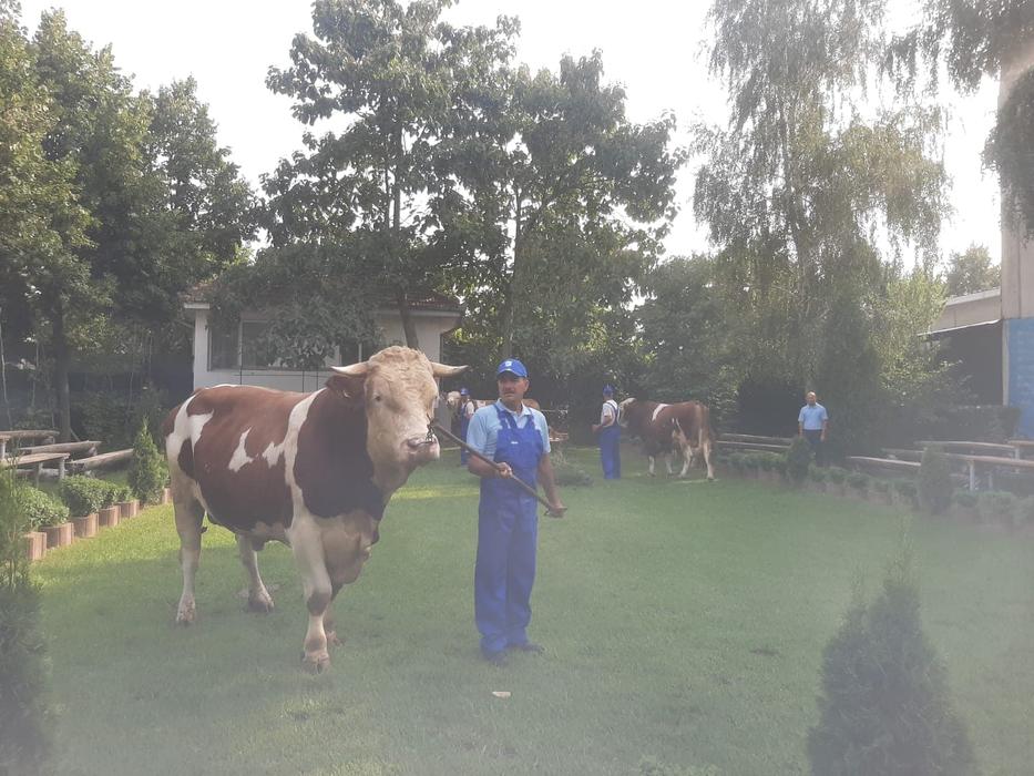 Taurii din Dolj fac parte dintre cele mai valoroase bovine autohtone