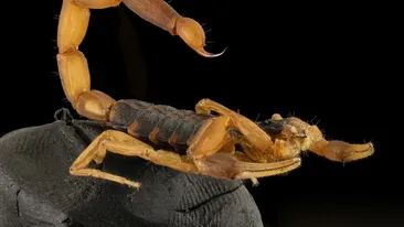 Horoscop zilnic: Horoscopul zilei de 9 iulie 2020. Scorpionii au noroc în dragoste