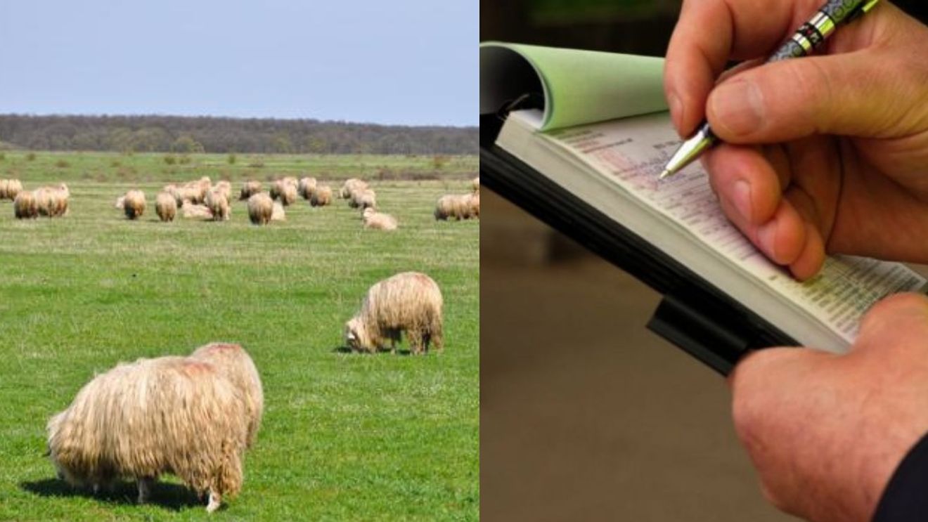 Cea mai dubioasă amendă din România! Ce se întâmplă dacă mergi cu vaca sau oaia, la plajă