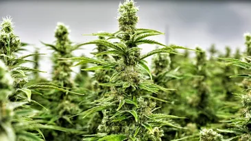 În județul Timiș se droghează până și copiii de 11 ani. Iată care este drogul preferat