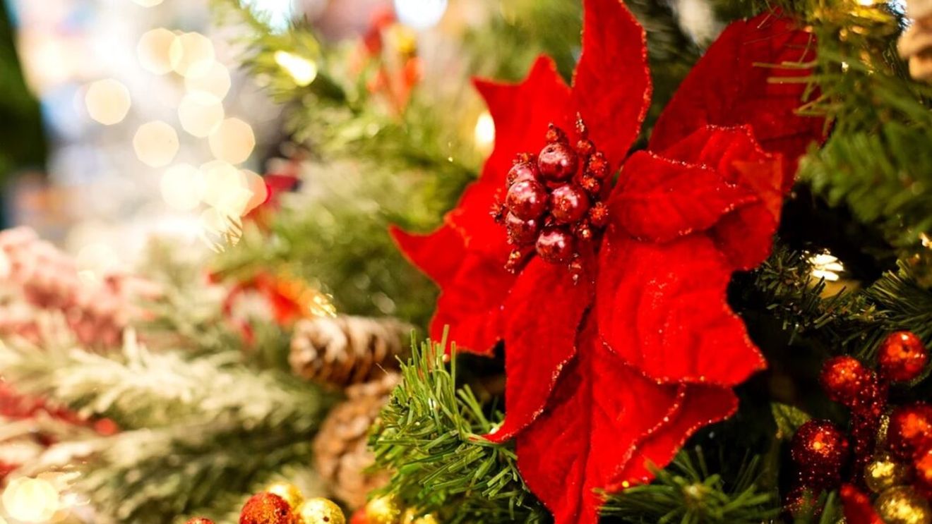 Planta pe care e MUSAI s-o ai în ziua de Crăciun, pe masă. Atrage banii și bunăstarea!