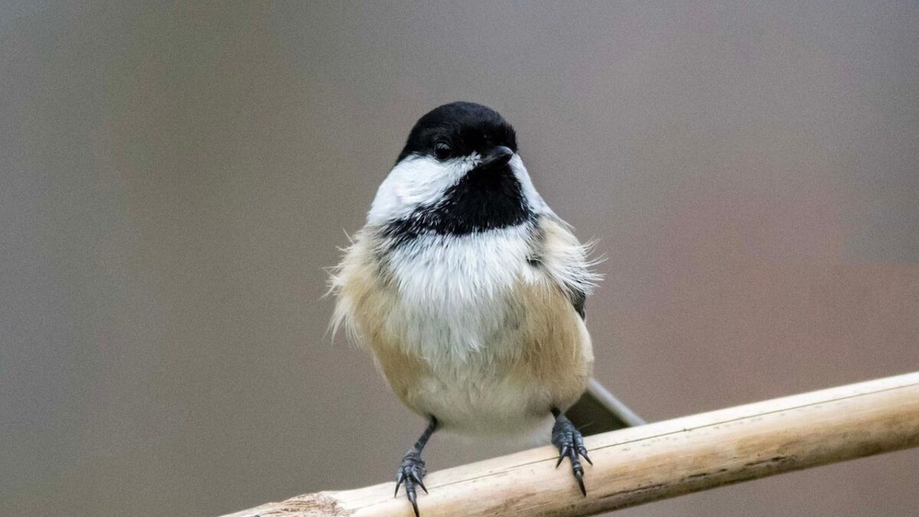 România, țara unde autostrăzile se opresc la broaște, urși și mercur