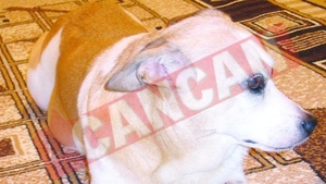 Ele sunt Betty, Crenguta si Tuca!