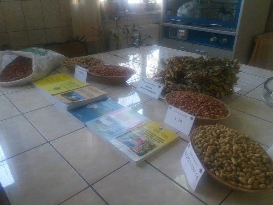 Cercetătorii au apelat la culturi exotice pentru a valorifica solul nisipos din zonă