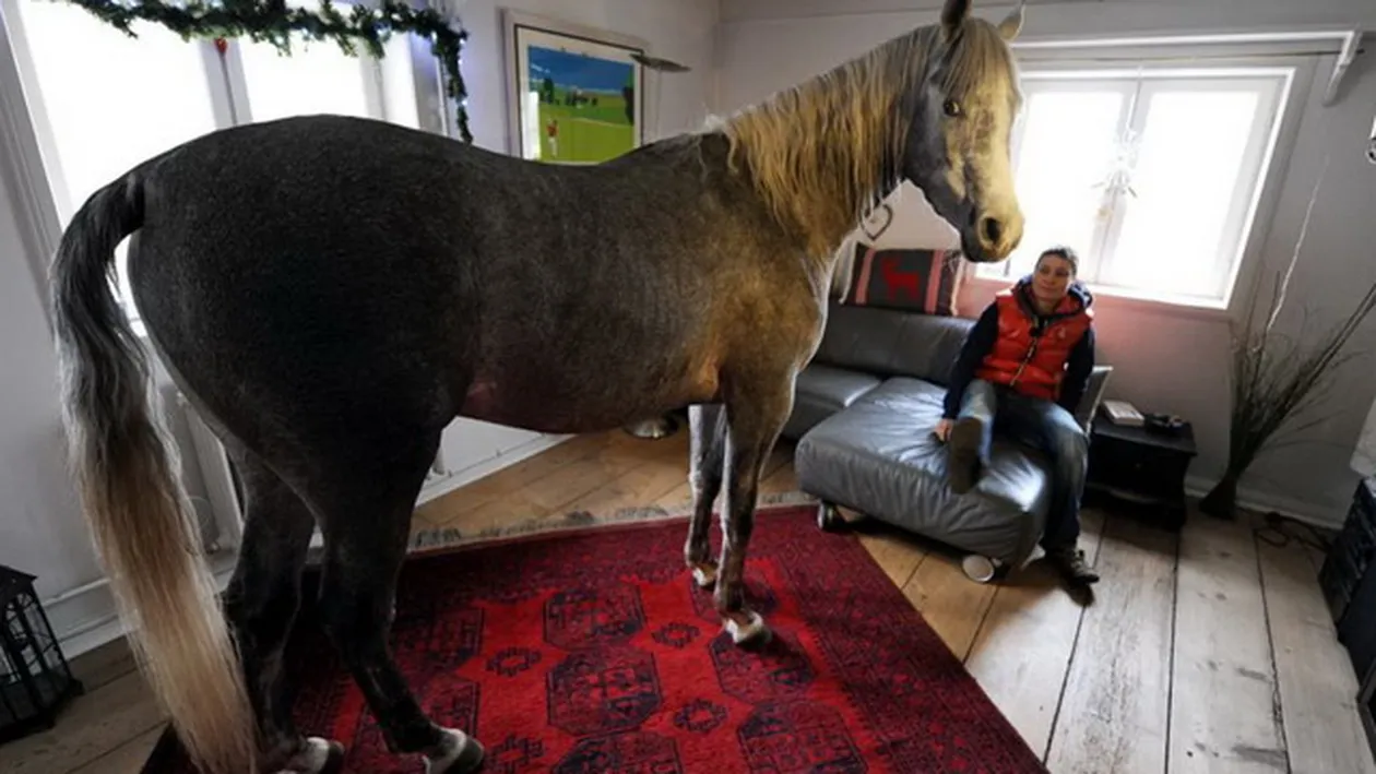 Si-a luat in casa CALUL pentru a-l feri de frig iar acum nu mai vrea sa plece: A inceput sa se comporte ca un om!