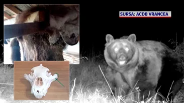 Noi informații în cazul uciderii ursului Arthur. Blana animalului, identificată într-o tăbăcărie din Târgu Secuiesc