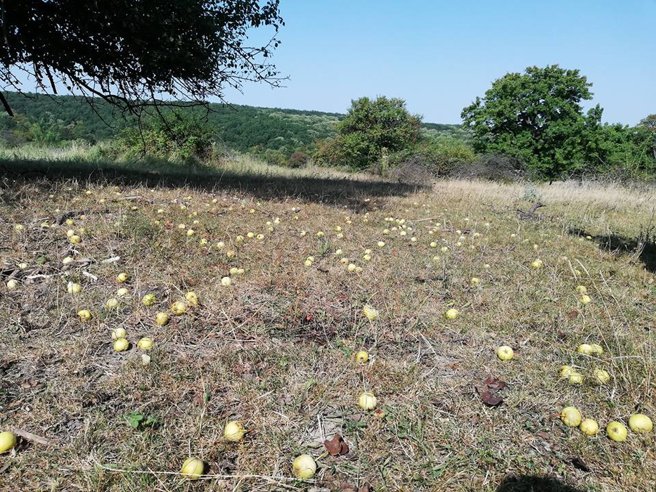 Plantația de pere pădurețe de la Chegea are peste 100 de ani