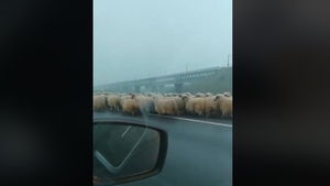 Să vezi și să nu crezi! Ceață, oi și... măgari pe Autostrada Soarelui. Replica ciobanului este incredibilă