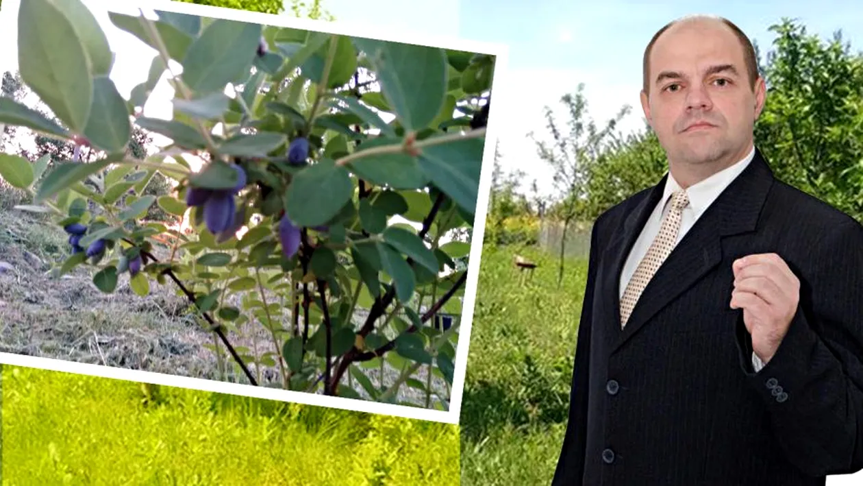 Povestea psihologului care cultivă… afin siberian!