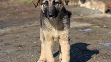 Sterilizarea maidanezilor din Bucuresti incepe peste o luna!