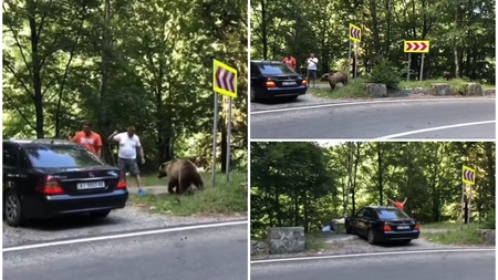 Un urs a atacat 2 bărbați pe Transfăgărășan. Tragedia Mariei Diana din Jepii Mici, la un pas să se repete. Detalii de ultimă oră VIDEO