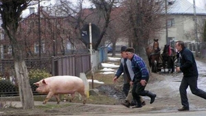 Caz ireal în Pădureni! Un sătean a fost prins furând 14 rațe de la vecinul lui. Ca să fie iertat, i-a promis o bucată din porcul pe care urma să-l taie. Ce a urmat depășește orice imaginație