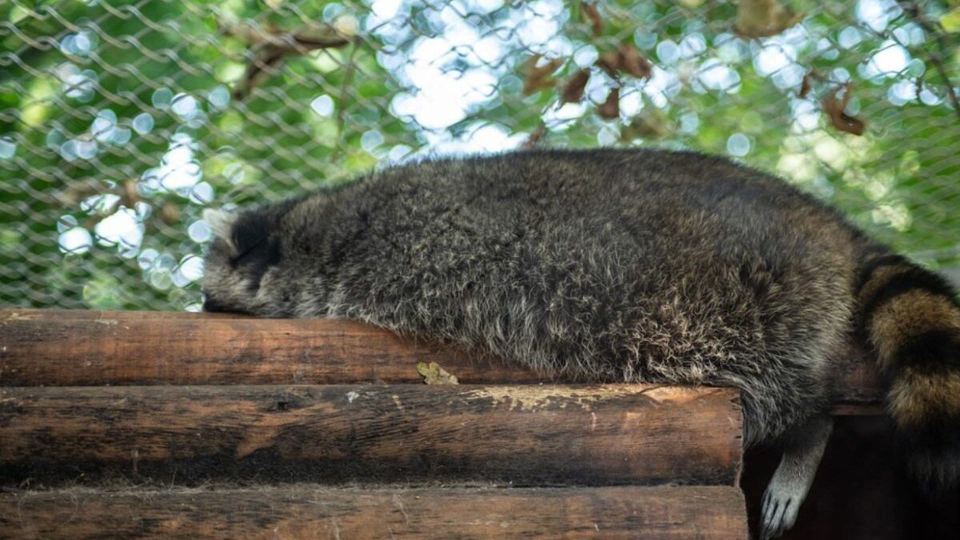 O familie de români și-a luat un animal exotic. Incredibil ce s-a întâmplat, după ce acesta a crescut