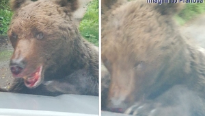 Este alertă în Prahova. Un urs rănit și agresiv a atacat oamenii în zona Bușteni