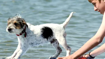 Ted, catelul care face surf