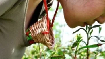 Ai bea ceai facut din frunze culese cu buzele de virgine cu sanii mari?