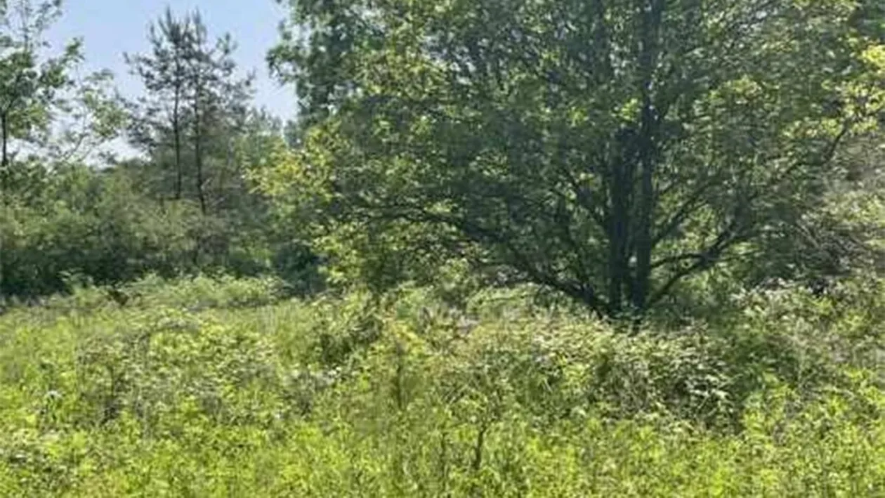 Iluzie optică virală | Aflați unde se ascunde cerbul în pădure!