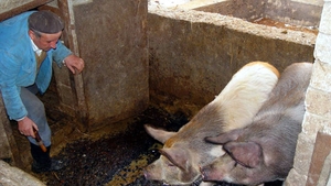 La un pas de tragedie! Un botoșănean și-a înfipt cuțitul în abdomen, în timp ce încerca să taie un porc