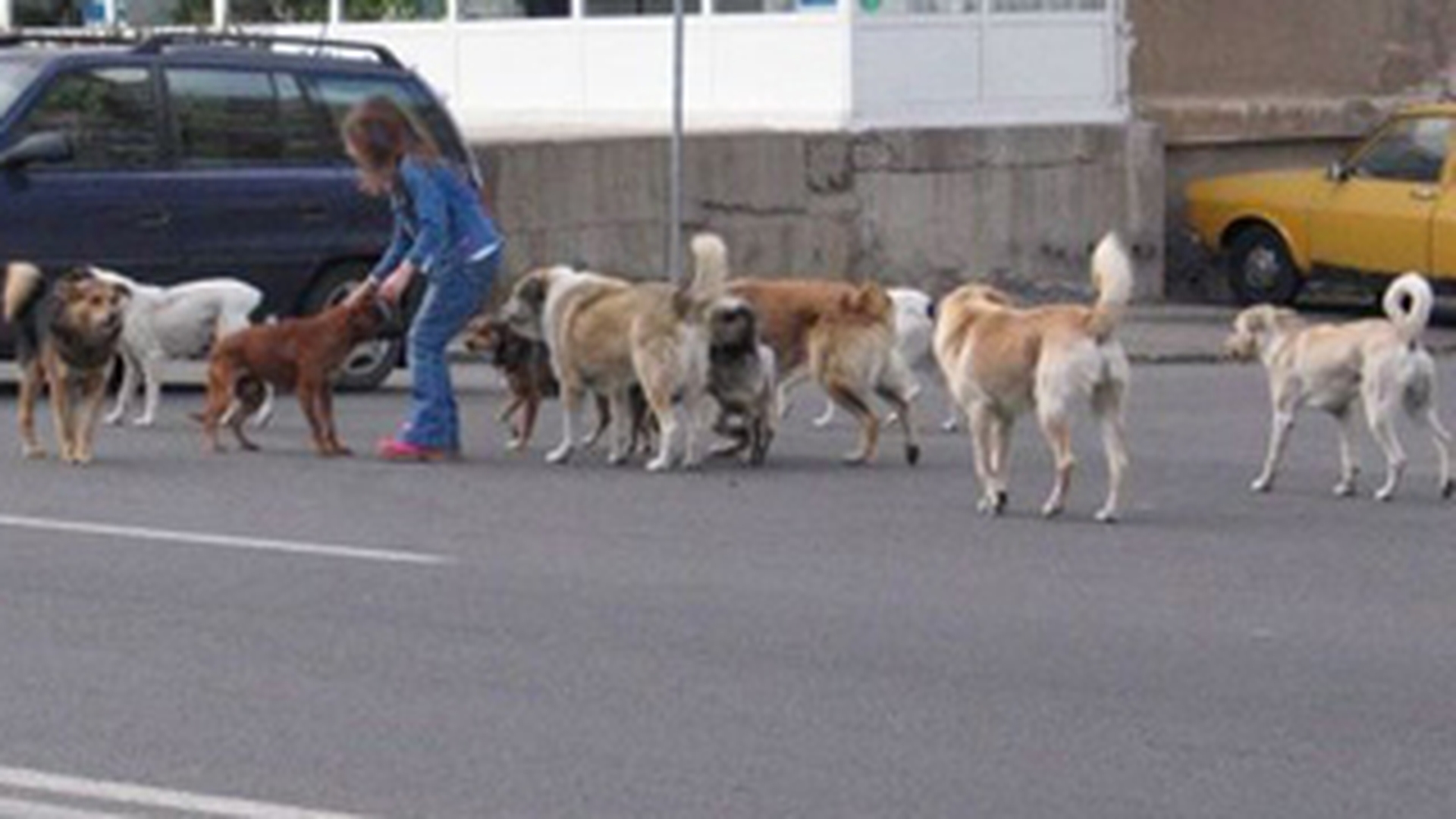 ALARMA IN CAPITALA! Peste 300 de bucuresteni au fost muscati de caini in luna august!