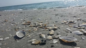 Hotelierii din Eforie Nord şi Eforie Sud se plâng de nudişti. Turiştii au făcut reclamaţii şi ei: "Sunt prea..."