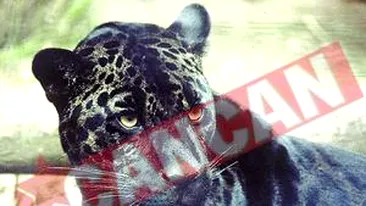 Au furat blana jaguarului Bety, mort la Zoo