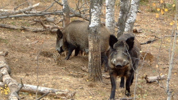 Alertă în Botoșani! Au fost depistați 15 mistreți cu pestă porcină africană