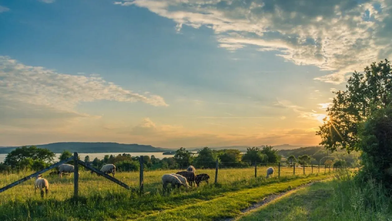 Mamiferele care se vând cu peste 2.000 de euro, în România. Fermierii se pot îmbogăți de pe urma acestor exemplare