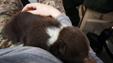 Imagini emoționante. Pui de urs nou-născut, salvat din mijlocul unei exploatări forestiere. FOTO