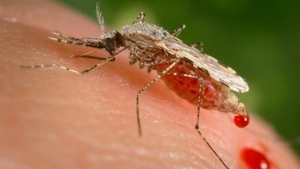 Virusul West Nile face ravagii! Încă patru oameni au murit din cauza infecției