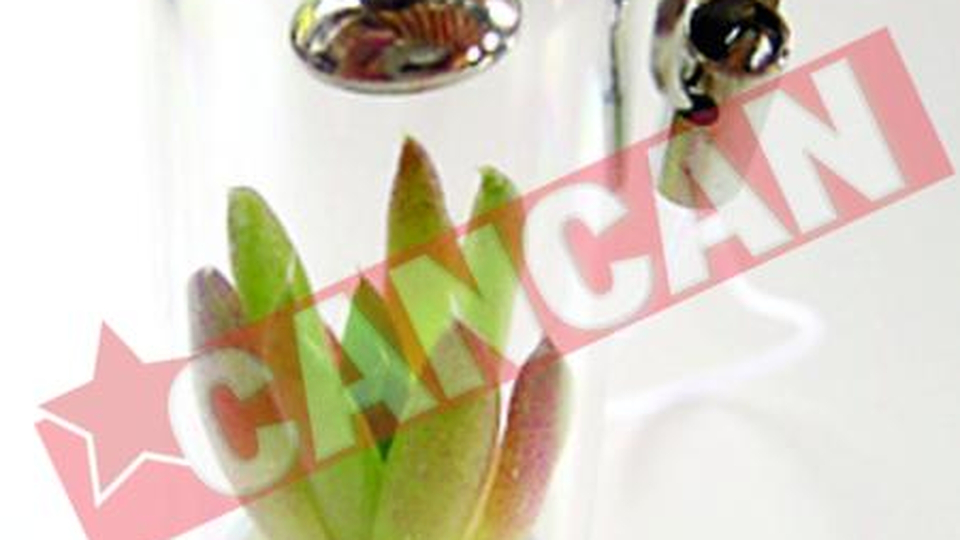 Plante de purtat la gat