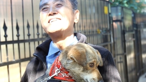 Povestea cutremuratoare a doi japonezi care au adoptat un maidanez din Romania!
