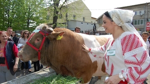 Povestea milionarului Sarcina, cel care a imbracat-o in ie si opinci pe Andreea Marin si a pus-o la coada vacii!