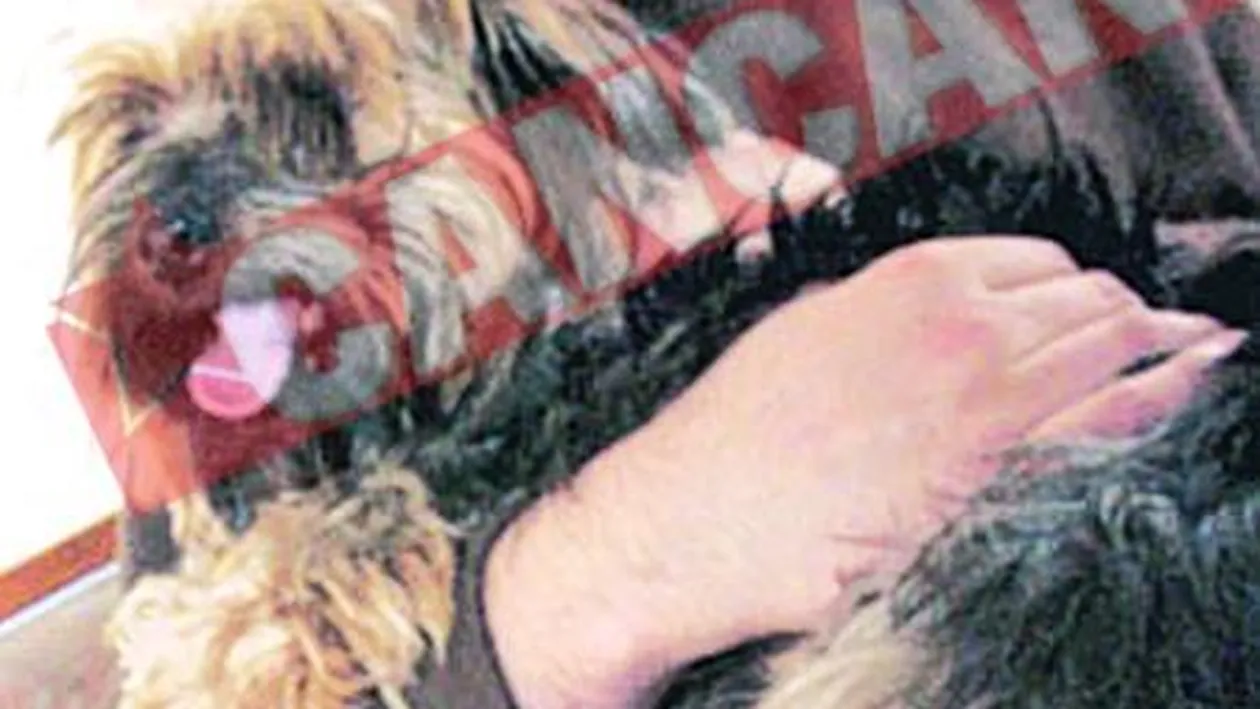 Caine cu carte de alegator