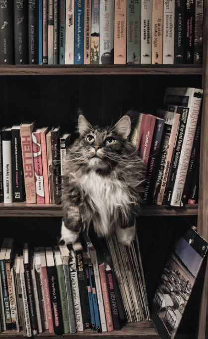 Ce vârstă are pisica ta în ani omenești. Calculul e foarte simplu! Vezi ce vedete preferă micuțele feline și cine a ales să își ia câine