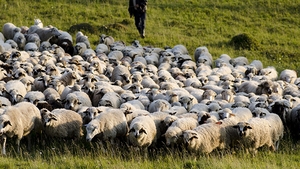 Caz şocant la Suceava! Zeci de animale au fost găsite decedate, cu spume la gură şi carnea albastră