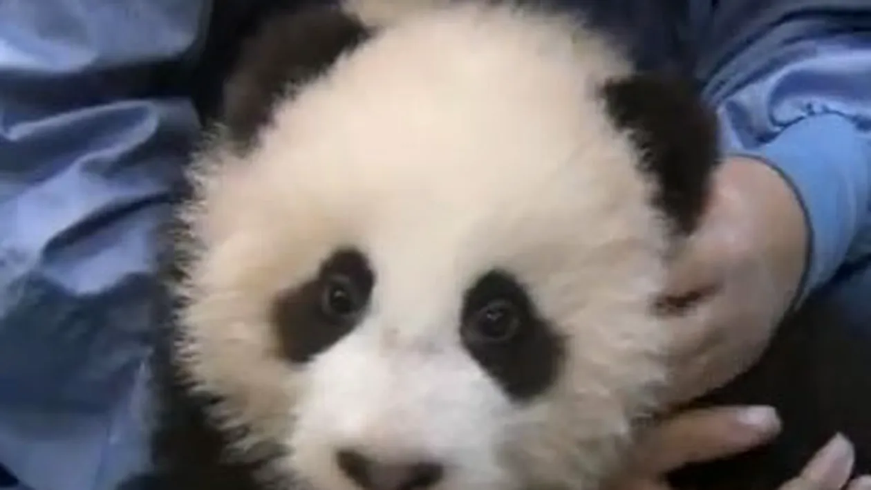 VIDEO Drăgălaşenie mai mare chiar nu există în lumea asta! El este cel mai mic şi mai scump pui de panda posibil!