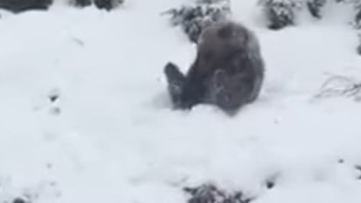 Acest video a devenit viral! Uite cum se bucură un ursuleţ de zăpada de la Azuga