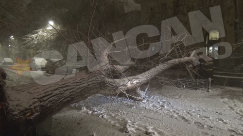 Situatie INCREDIBILA in Capitala! Din cauza viscolului, un copac a CAZUT peste....