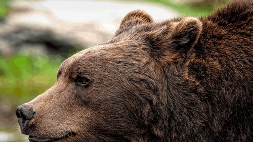 După italianul ucis de urs, un alt bărbat a ajuns în stare gravă la spital! Animalul sălbatic l-a atacat