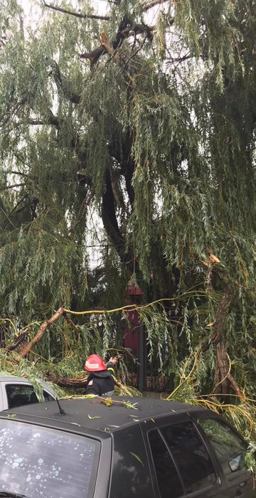 Furtună puternică în Tulcea. Pomii au căzut peste mai multe mașini staționate. FOTO